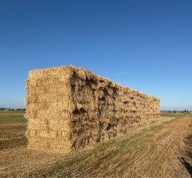 Rye grass hay