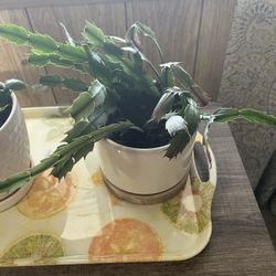 Two Christmas (November)Cactus In Lovely Ceramic Pots $10 Each One Orange On White With Pink Mesa