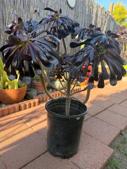 Sacculent plant 5 gal pot. 32”h, $23