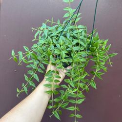 6” hoya bella