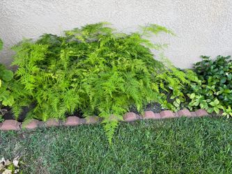 So beautiful common asparagus fern / you can make it a lot of pot