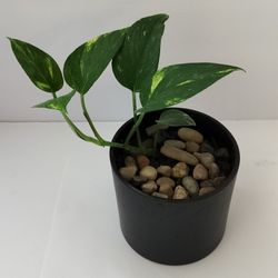 Pothos plant with pot/ see discription 👍👍