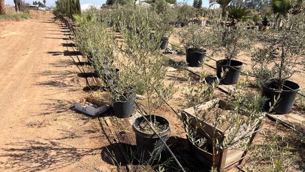 Olive trees