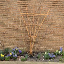 Cedar Trellis Handmade Locally