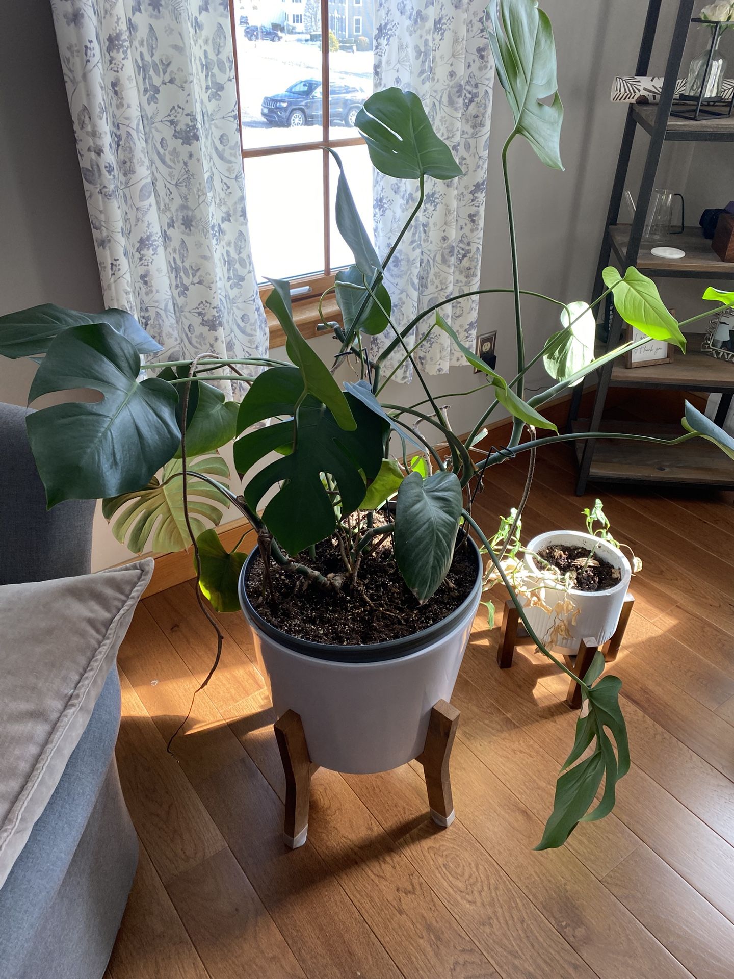 Elephant Ear plant