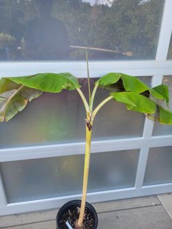 Rare MISI LUKI BANANA TREE 