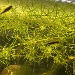 Aquatic Plants And Floating Plants For Fish Tanks And Aquariums