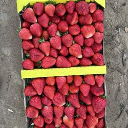 Whoelsale Freshly Picked Sweet Strawberries 