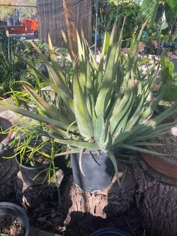 Aloe vera
