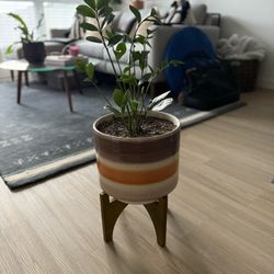 Live ZZ plant In 10” Ceramic Pot With Stand 