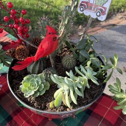 Holiday Succulent/cactus Pots From $5-$40. Deals On Multiple 