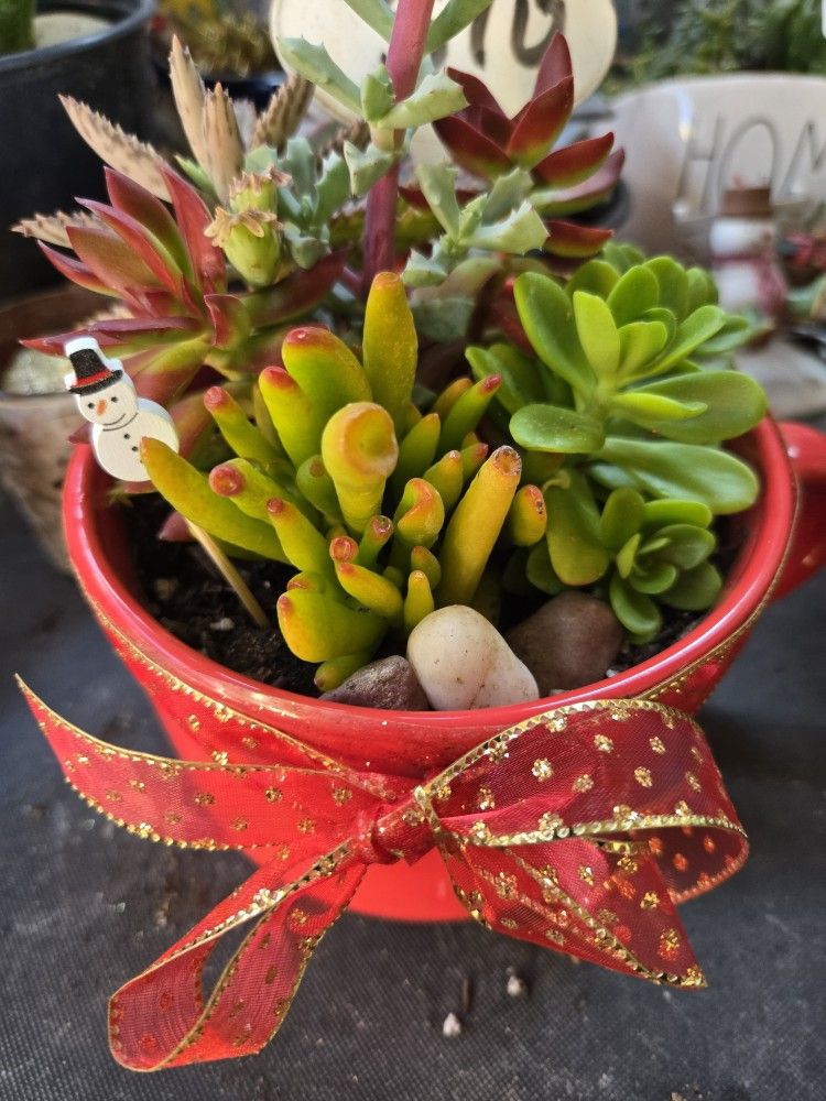 Cute low priced holiday arrangements and stand alone succulents at lower than retail prices
