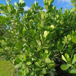 Clusia Privacy Hedge Plants 🌿🌿 25gl $95