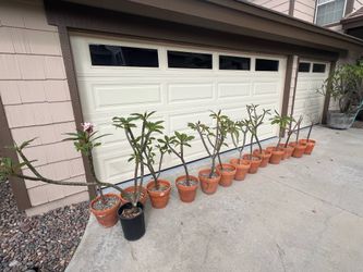 Plumeria