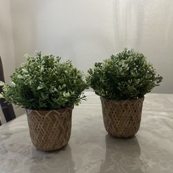 Artificial Plant (12 For Both) 