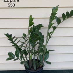 Plant and Planter Sale - Batch 3