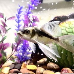 Fish Tank With Fish Included 