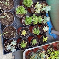 Succulents