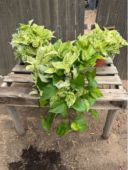 Marble Queen Pothos, $40 each