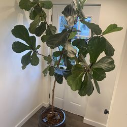 Stunning 8-Foot Fiddle Leaf Fig – Healthy & Thriving!