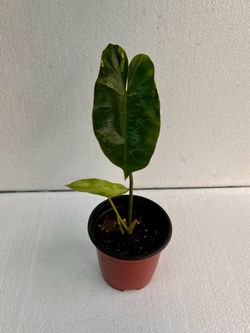 Philodendron Burle Marx Variegated