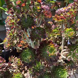 Aeonium Succulents