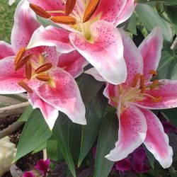 Award Winning Star Gazor Lillies