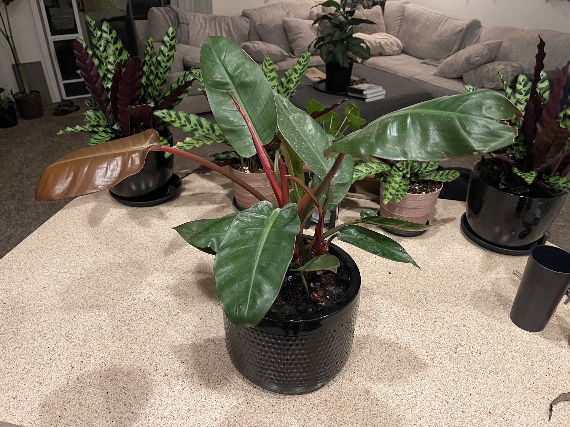 Red Congo Philodendron 