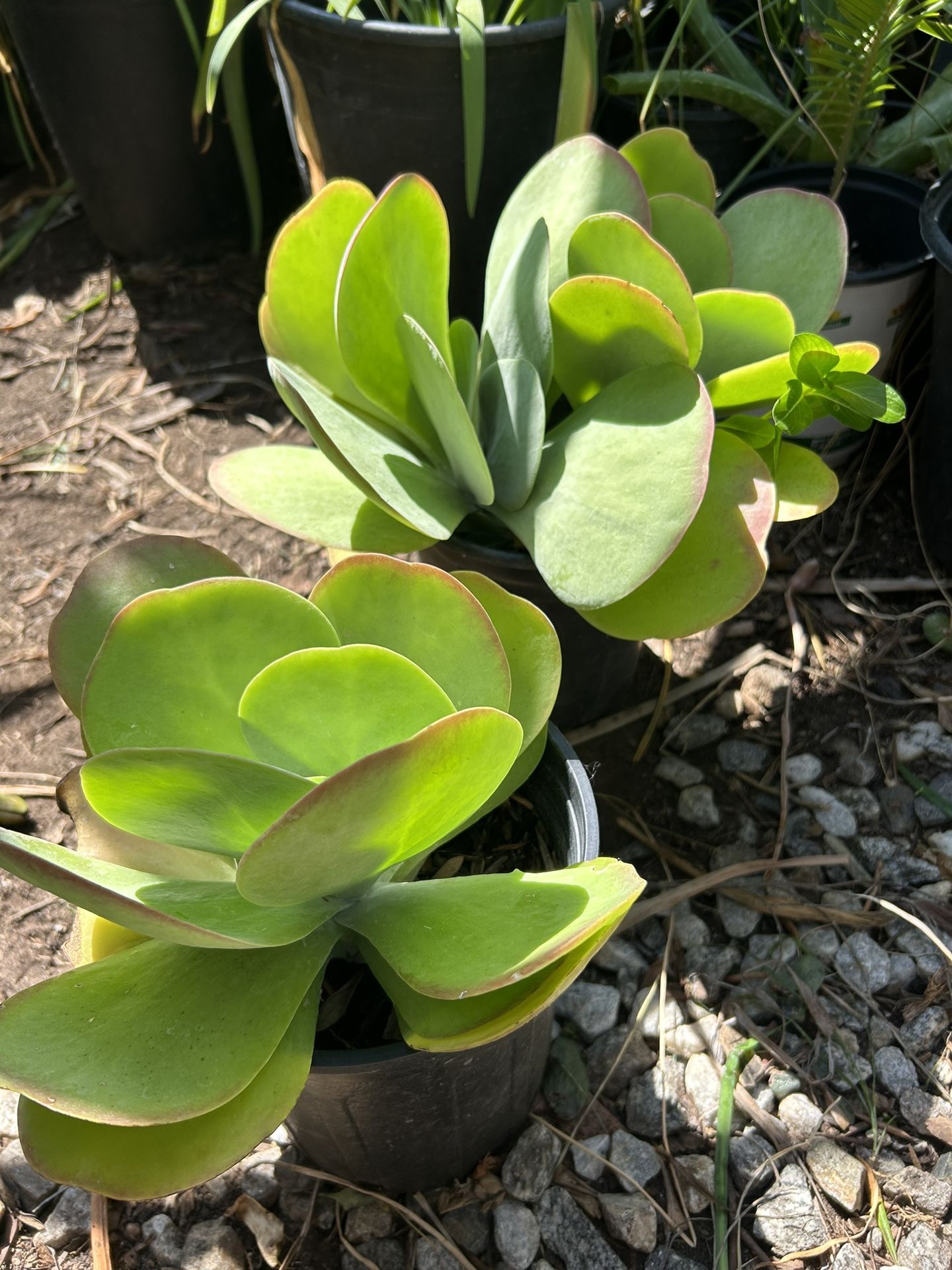 Succulent Plants