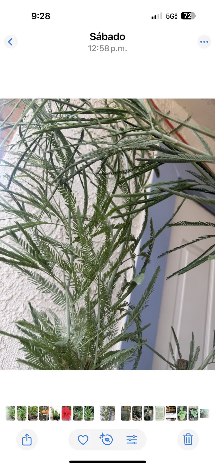 Mesquite Chileno Sin Espinas En 5 Galones 5 Pies Del Suelo Parriba $50 Cada Uno Precio Firm