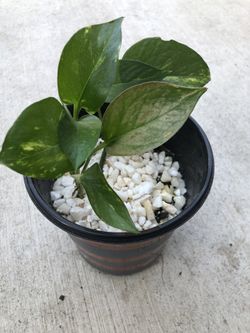 Pothos plant