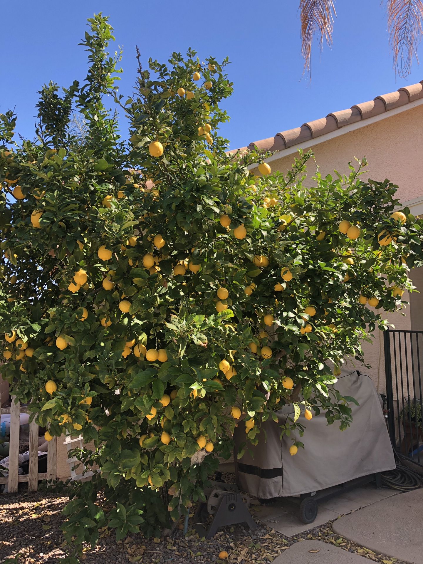 50 cent Lemons! They are dropping like crazy so get them while they last.