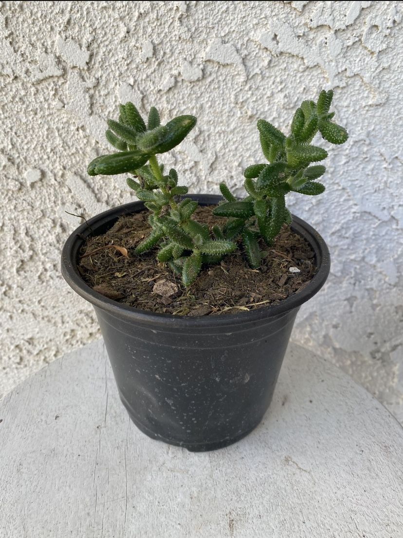 6 Inch Pot Succulent Plant - Delosperma Echinatum - Pickle Plant - Rooted & Established - Drought Resistant 🪴