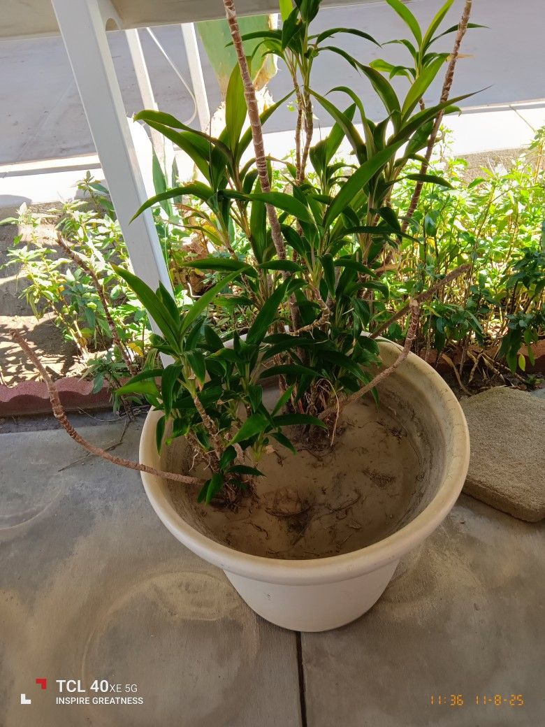 Tropical Plant And Ceramic Pot