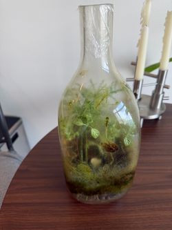 Glass Bottle Terrarium with Live Plants