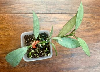 Hoya Lacunosa ‘Winter Pandora’