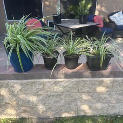 Spider Plants Big And Small. 