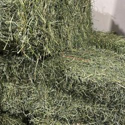 2025 Alfalfa Grass Hay Very Fresh 