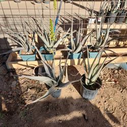 Aloe Vera Plants 