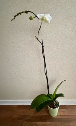 Extra Tall White Orchid – 3 ft Tall with Buds
