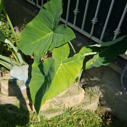 Elephant ears