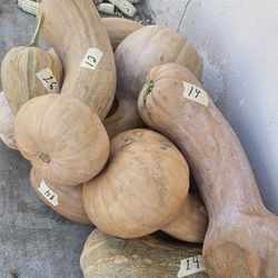 Calabazas  Para Dulce.      Diferentes  Precios 