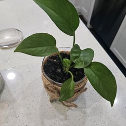 Pothos Plant 