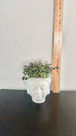 Real plant with a ceramic pot