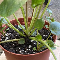 Chinese Money Plant Pilea In 6 Inches Pot