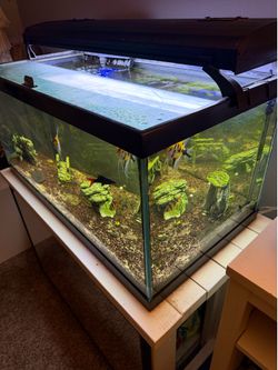 50 G Fish tank w/ stand