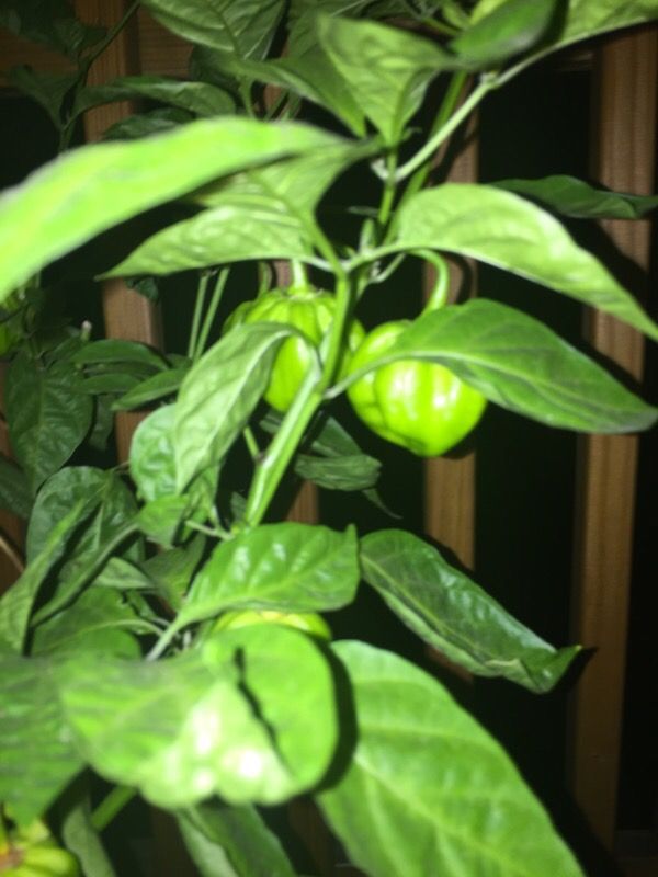 Scotch Bonnet Peppers