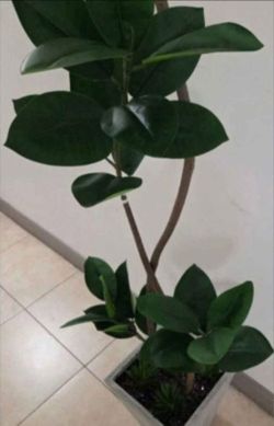 *** JUST REDUCED *** 8ft Faux Fiddle Leaf Fig Tree with Dragon Blood Stone in a Gray Ceramic Planter @ Lasting Creations