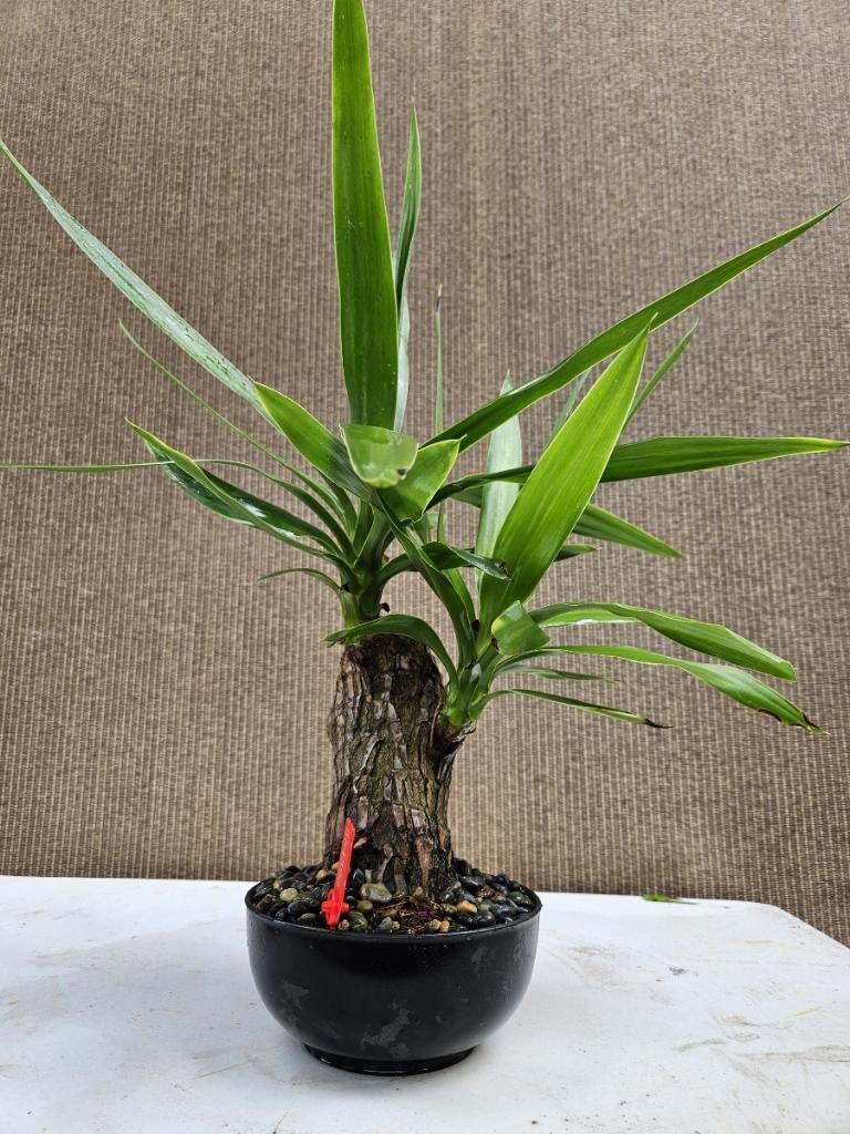 Yucca Bonsai Tree