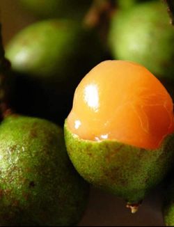 Spanish Lime(Ginepa Limoncillo Mamoncillo (melicoccus Bijugatus) live Fruit Tree (arbol de quenepa)